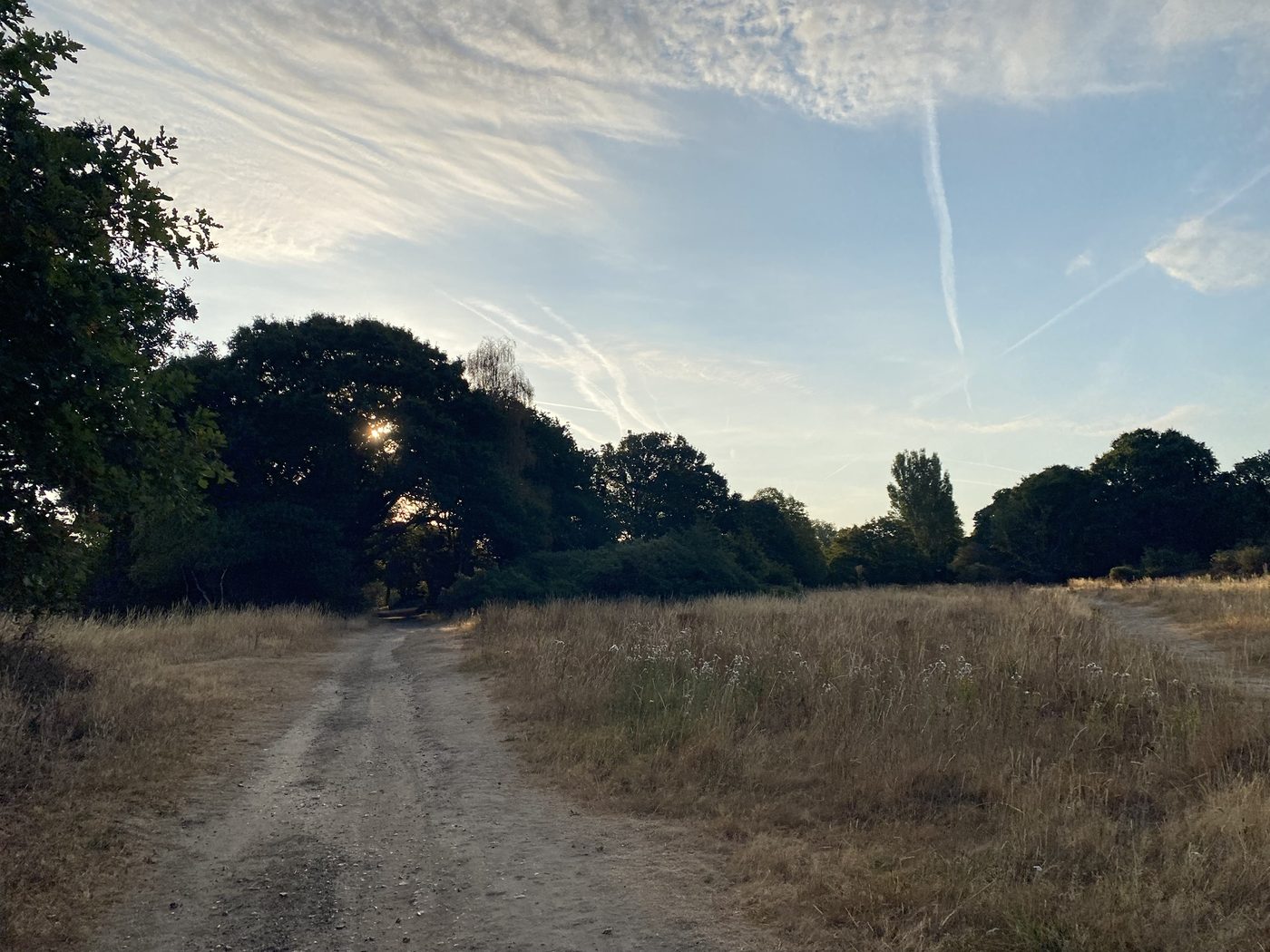 A dirt path through dry grass with sun behind the trees