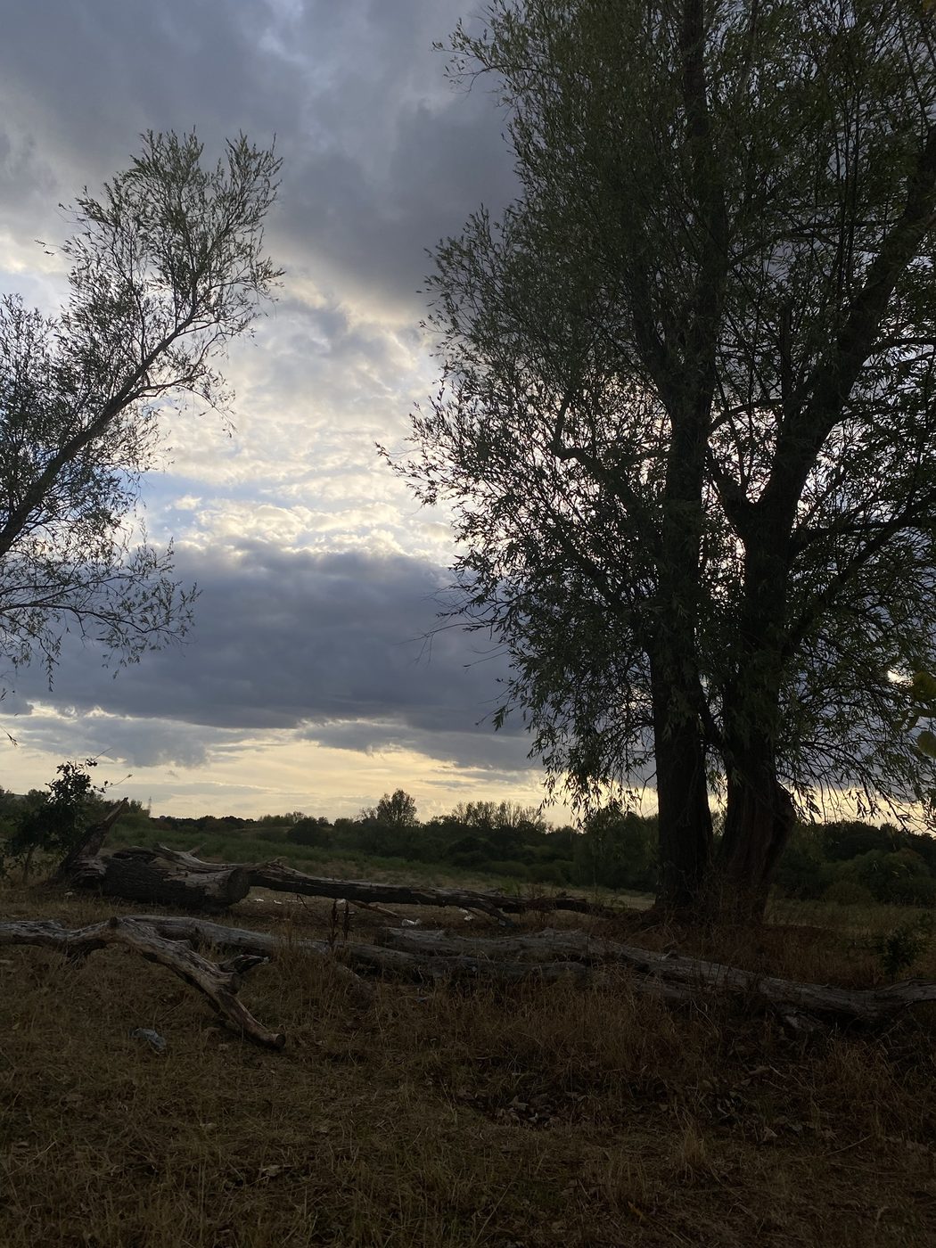 A willow tree silhouetted against a dramatic sky