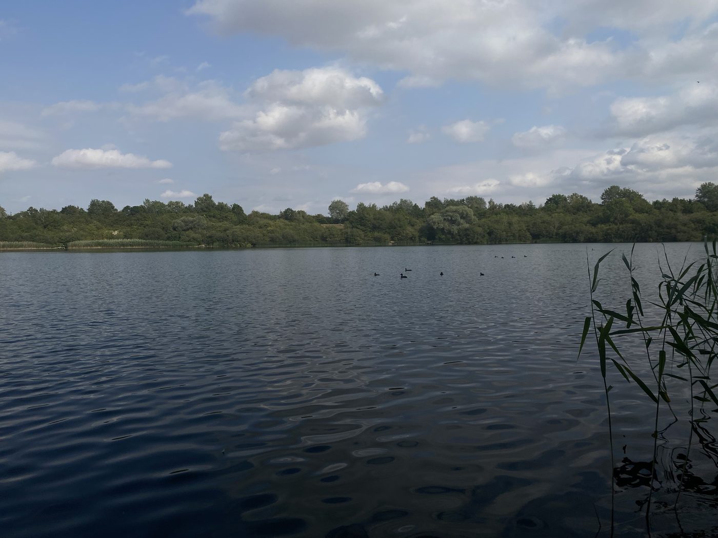 A wide lake with ducks under a bright cloudy sky