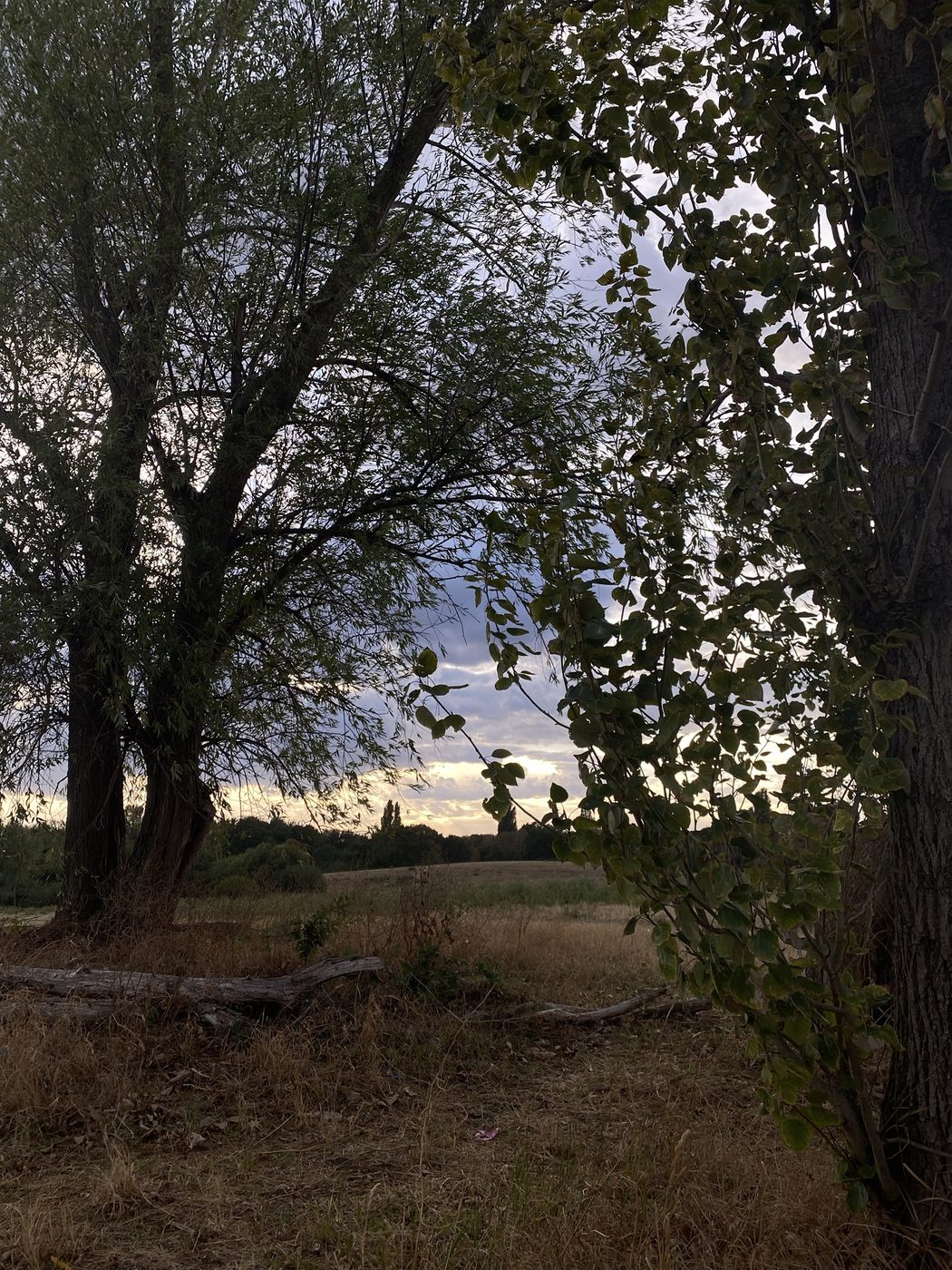 A field seen through overhanging branches at sunset